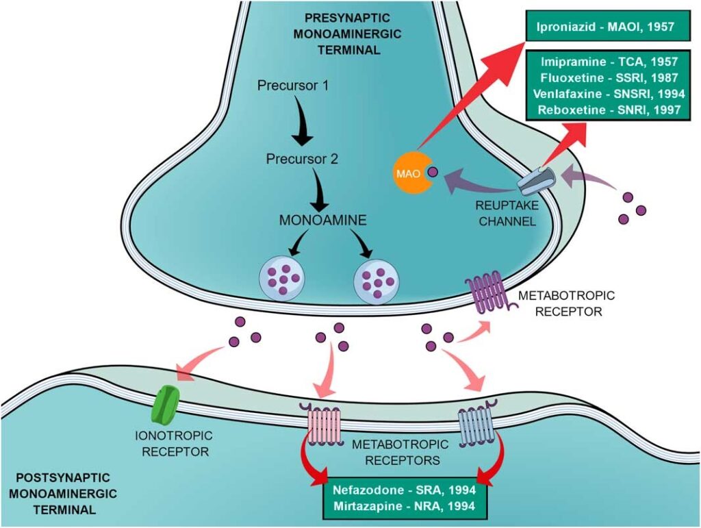 the monoamine hypothesis of depression states that